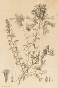 Gatunki Periphragmos, 1787 (czarny tusz i szary wash na papierze, przyklejony do mocowania) autorstwa Pierre Joseph Redouté